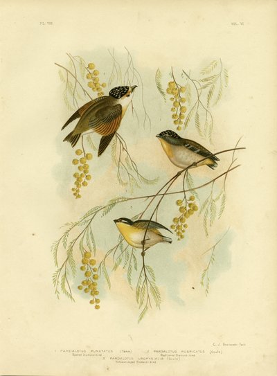 Spotted Diamondbird Or Spotted Pardalote, 1891 by Gracius Broinowski